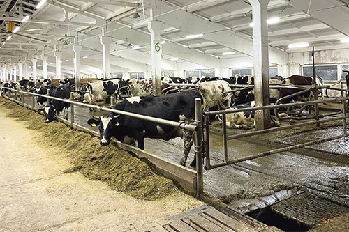 Новинки молочного животноводства