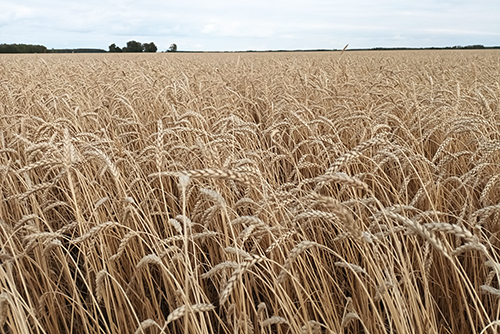 Опыт выращивания российского сорта яровой пшеницы Старт  на семена