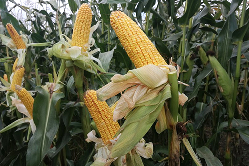 Опыт выращивания российских гибридов  кукурузы «Золотой початок» в ПСК «Приуральский»