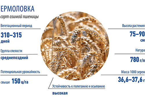 Опыт возделывания озимой пшеницы  сорта Ермоловка в хозяйствах Нижегородской области