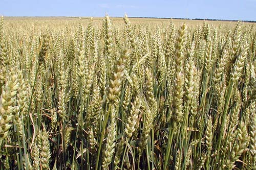 Восторг, КС: защита зерновых культур от широкого спектра вредителей