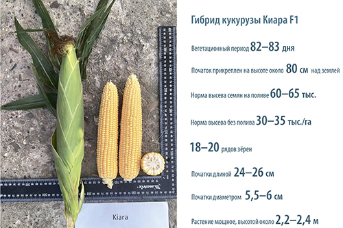 Опыт возделывания гибрида суперсладкой  кукурузы Киара F1 в СК «Октябрь»